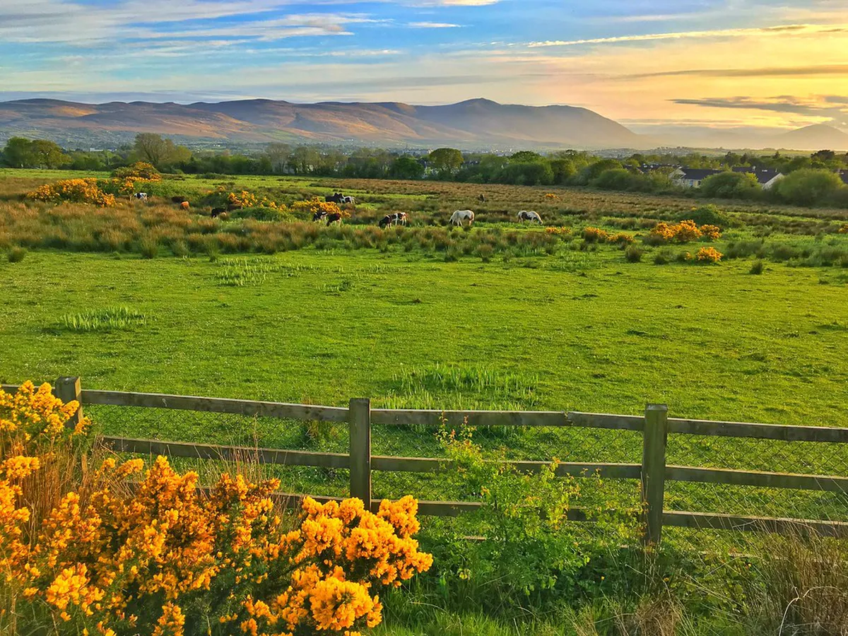 Tralee's Unique Local Shops: A 2025 Shopping Guide