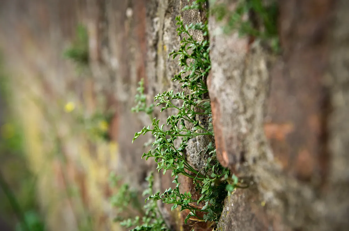 Ulm Nature Hidden Trails: Explore Serene German Paths in 2025