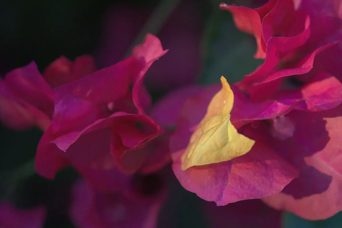 Discover Unique Ericeira Cultural Experiences in 2025