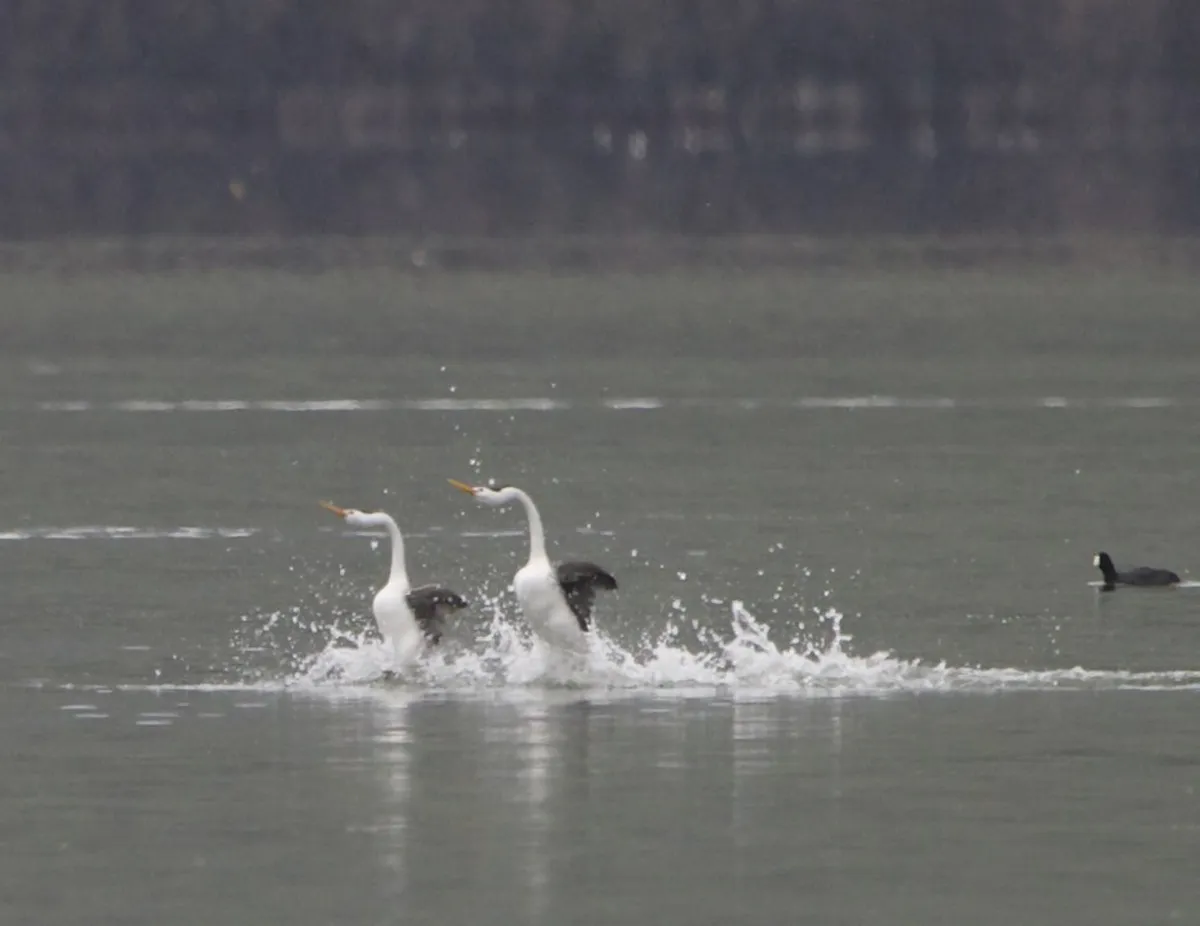 Discover Unique Mantua Artisan Shops in 2025