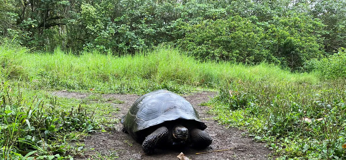 Unique Santa Cruz Trails: Explore Tenerife's Hidden Paths