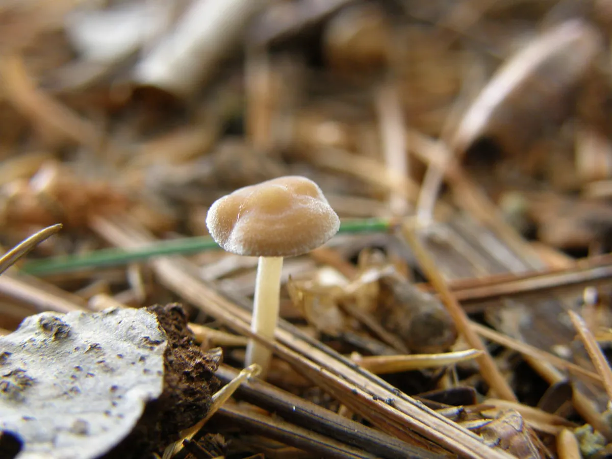 Discover Unknown Ulm Historical Sites in 2025