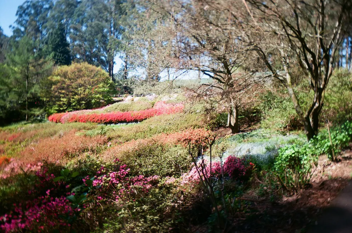 Menton's Untouched Gardens: A 2025 Hidden Gem Guide