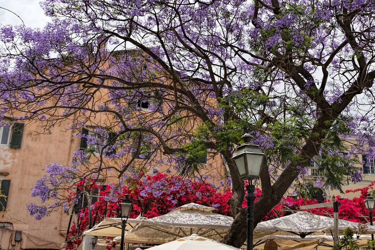 Discover Venice's Secret Gardens in 2025