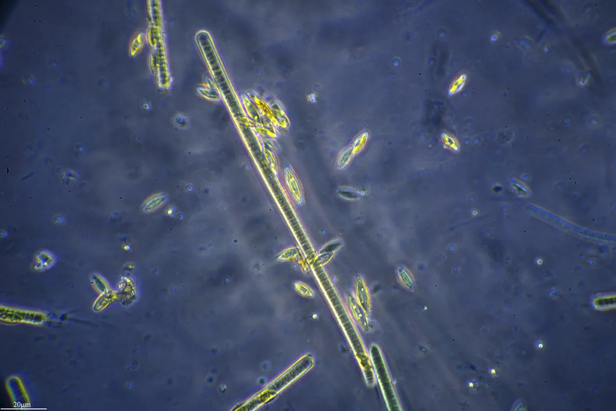 Viseu Hidden Gems: Uncover Portugal's Secret City