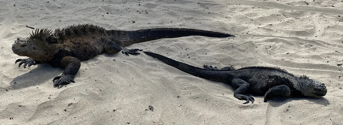 Discover Unique Erfurt Souvenirs: Top Shops & Local Crafts