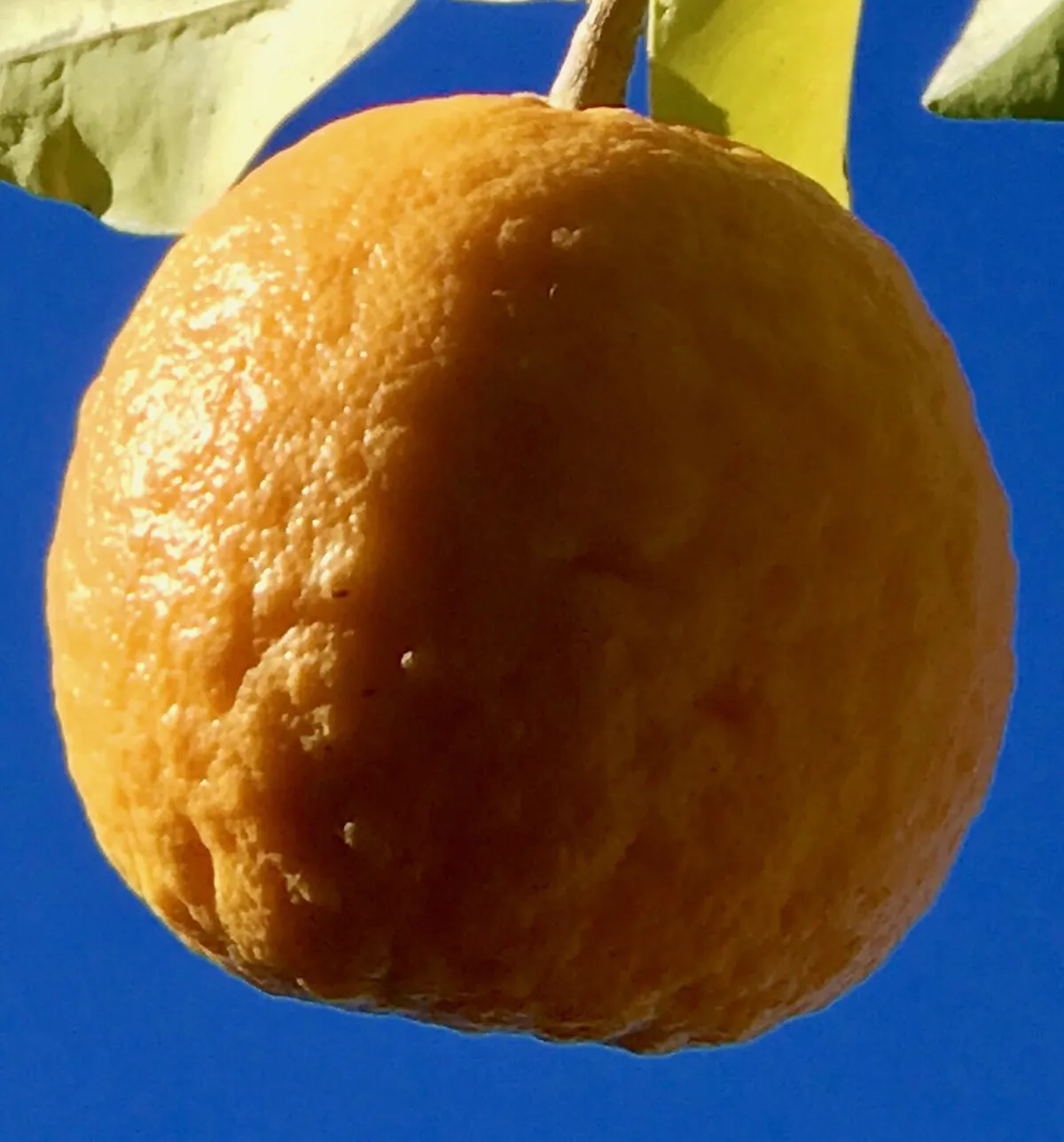 Where Locals Eat Seville: 2025 Guide to Authentic Food