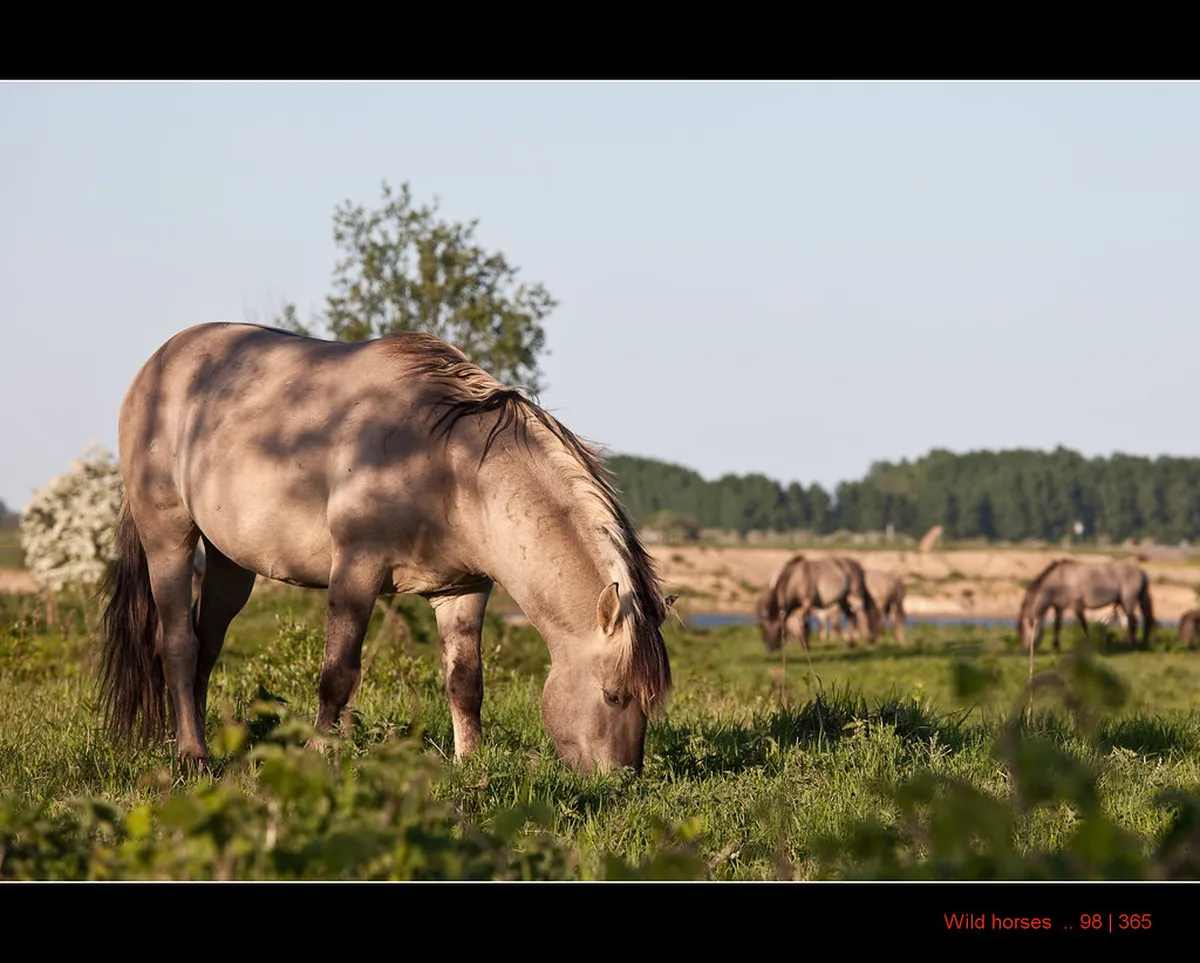 Best Nijmegen Viewpoints 2025: Top Scenic City Views