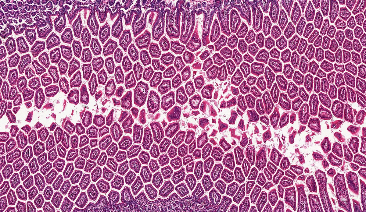 Zürich Hidden Gems: Uncovering the City's Secret Treasures in 2025